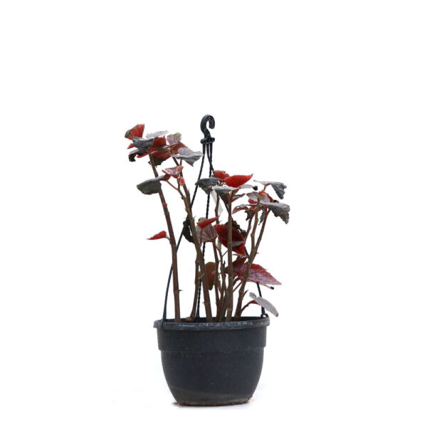 Rex Begonia or Begonia Red
