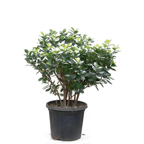 Moclame Ficus Large