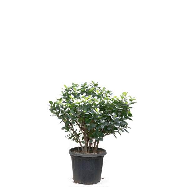 Moclame Ficus Small