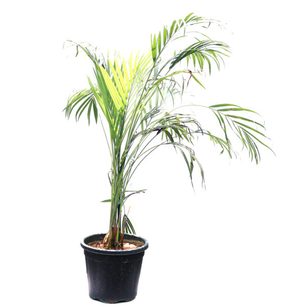 Areca Palm Medium