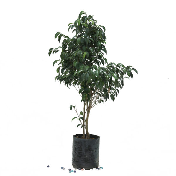 Ficus Black or Ficus Benjamin