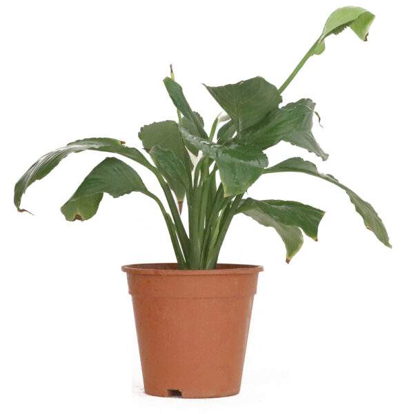 Peace lily or Pisily
